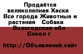 Продаётся великолепная Хаски - Все города Животные и растения » Собаки   . Вологодская обл.,Сокол г.